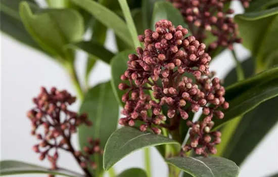 Skimmia japonica 'Rubella'