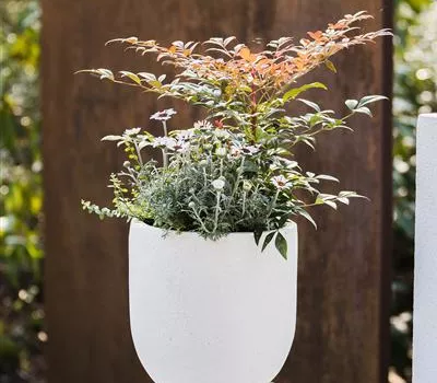 Nandina domestica 'Obsessed' -R- Nandina domestica 'Obsessed' -R-