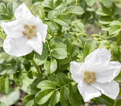 Rosa canina