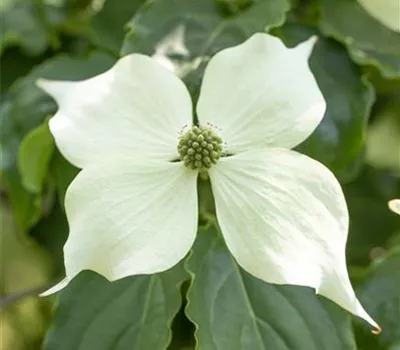 Cornus kousa 'Venus' -R-
