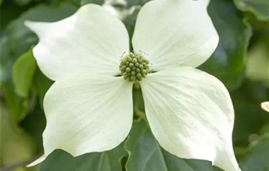 Cornus kousa 'Venus' -R-