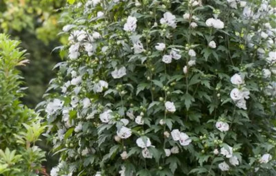 Hibiscus syriacus 'Speciosus'
