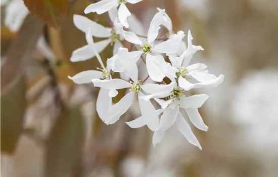 Amelanchier 'Ballerina'