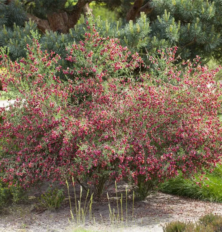 Edelginster 'Boskoop Ruby'