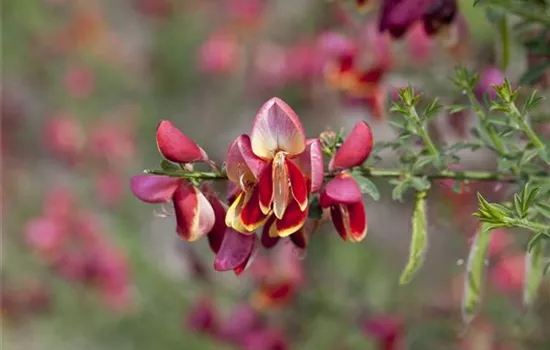 Cytisus scoparius 'Maria Burkwood'