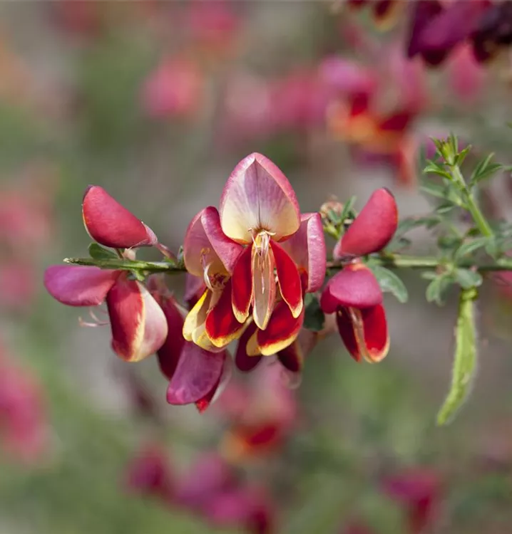 Edelginster 'Palette'