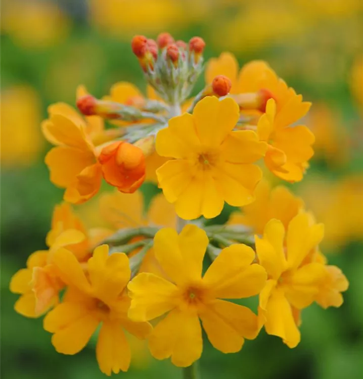 Bulleys Etagen-Schlüsselblume