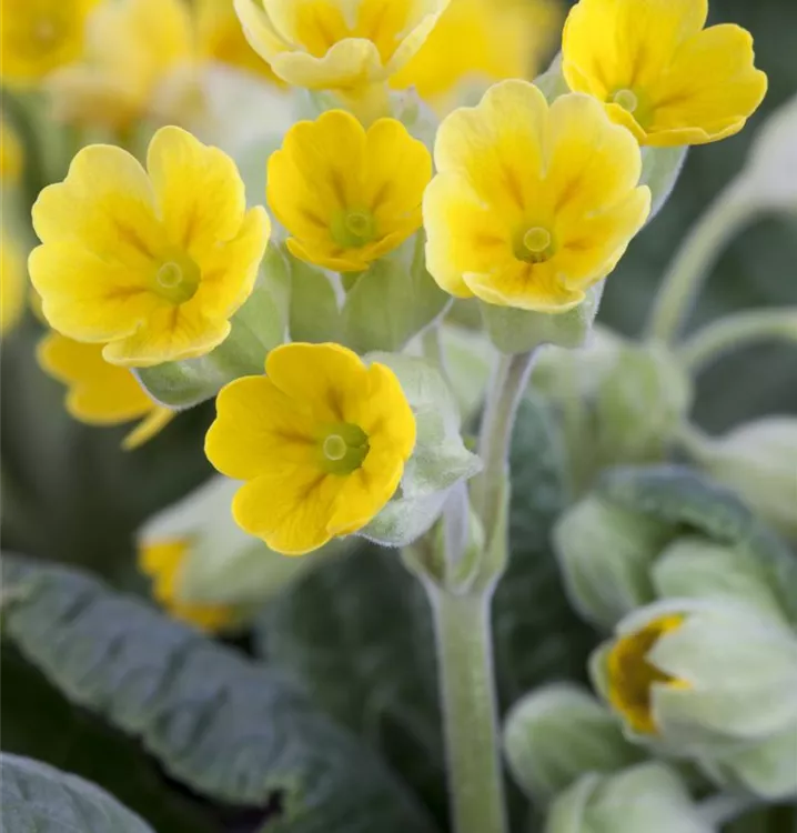 Wiesen-Schlüsselblume