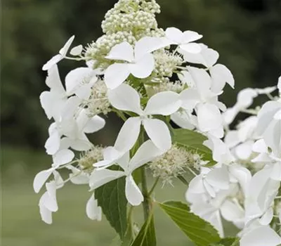 Hydrangea panic. 'Kyushu'