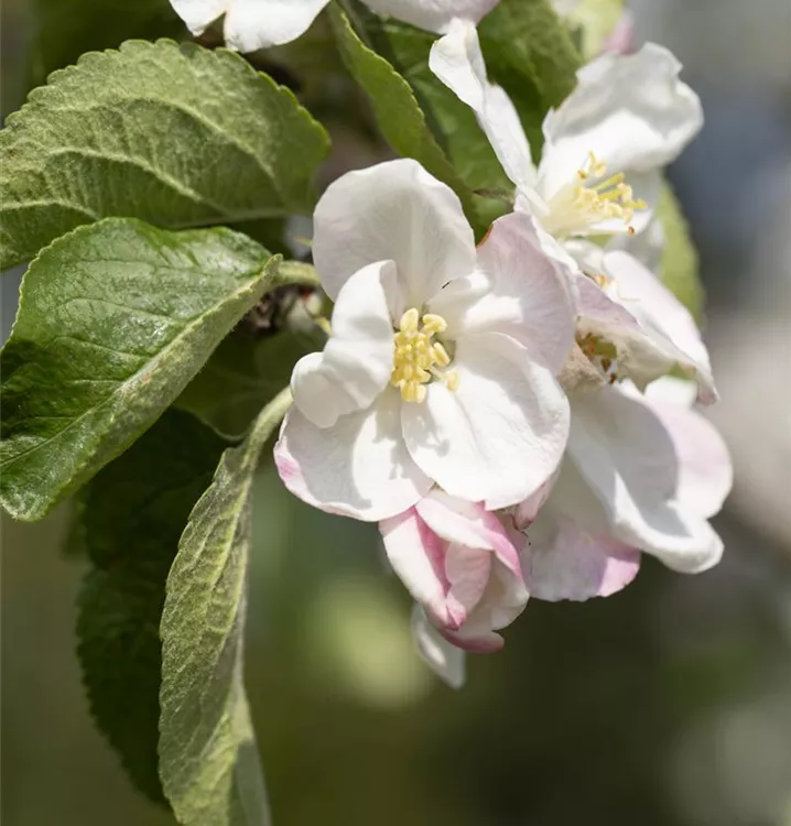 Apfel 'Jakob Lebel' mittel