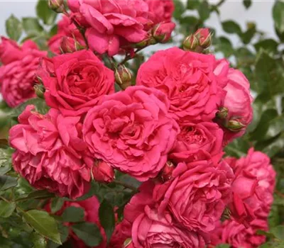 Rosa 'Laguna' -R- KL