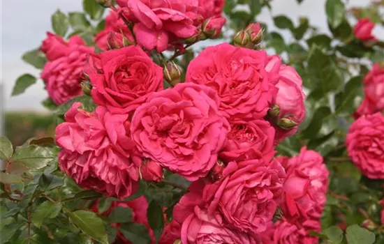 Rosa 'Laguna' -R- KL