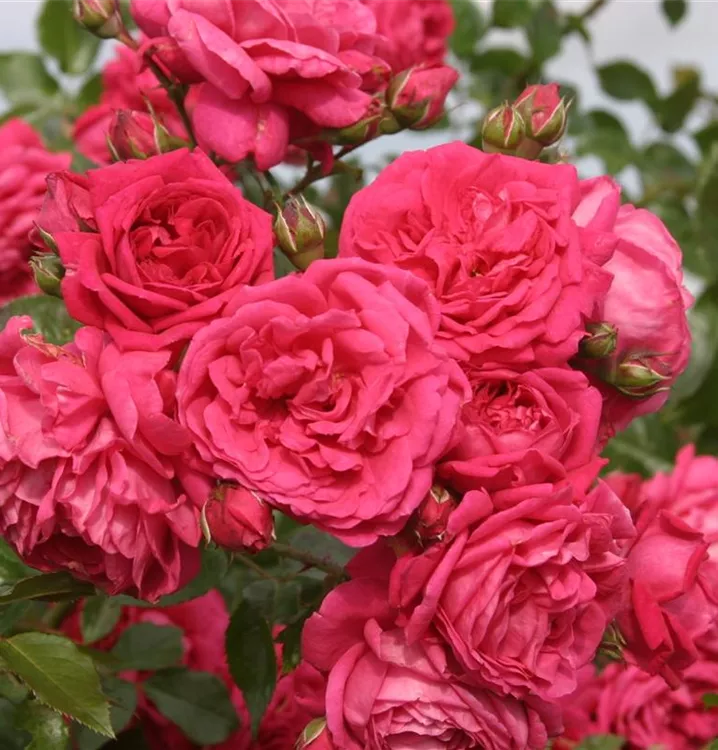 Kletterrose 'Laguna' -R- ADR-Rose