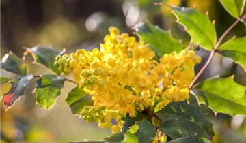 Zum Vergrößern klicken Bildvorschau