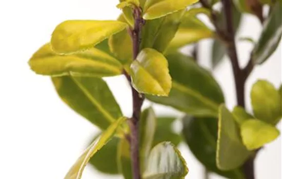 Ilex crenata 'Golden Gem'