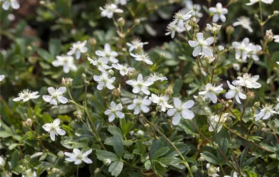 Potentilla tridentata 'Nuuk'
