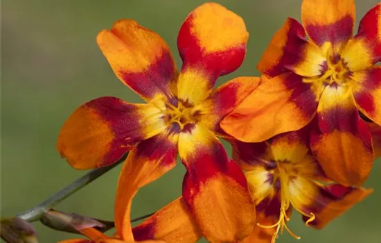 Crocosmia x crocosmiifl.'Emily McKenzie'