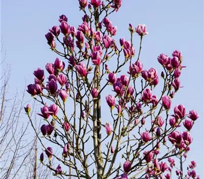 Magnolia 'Black Tulip' Magnolia 'Black Tulip'