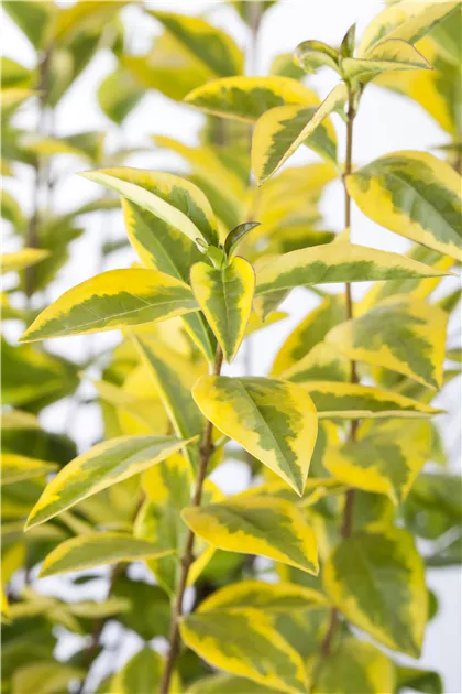 Ligustrum ovalifolium 'Aureum', Goldliguster - GartenBaumschule Becker