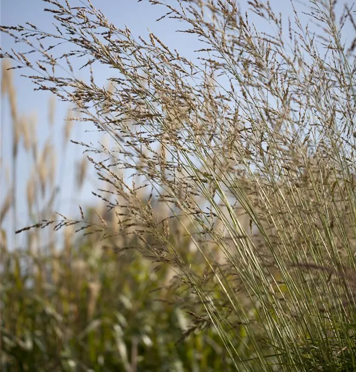 Hohes Pfeifengras
