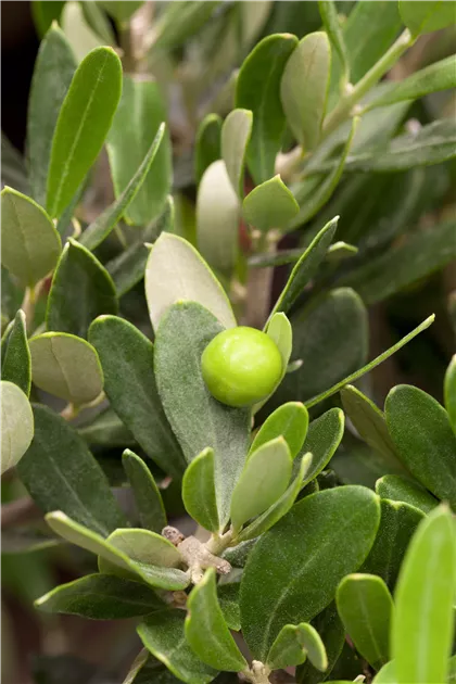 Olea europaea, Olivenbaum - GartenBaumschule Becker