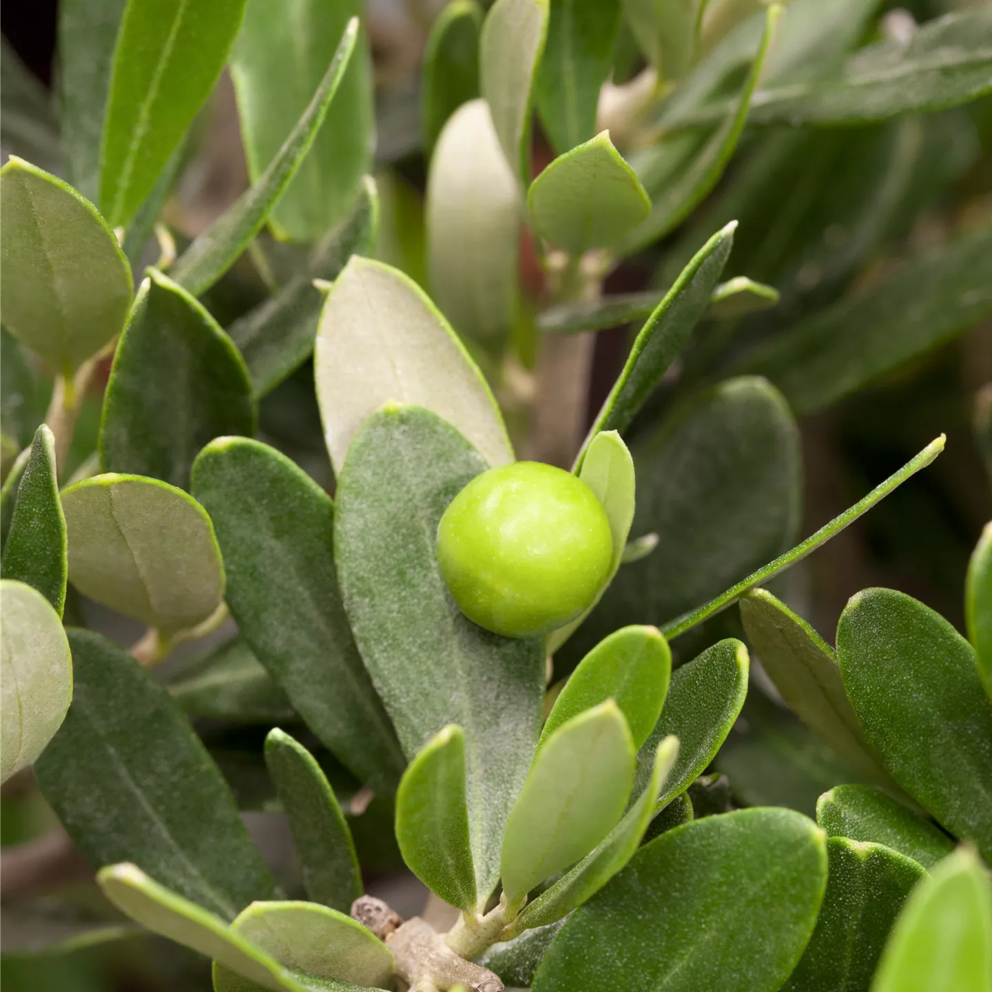 Olea europaea