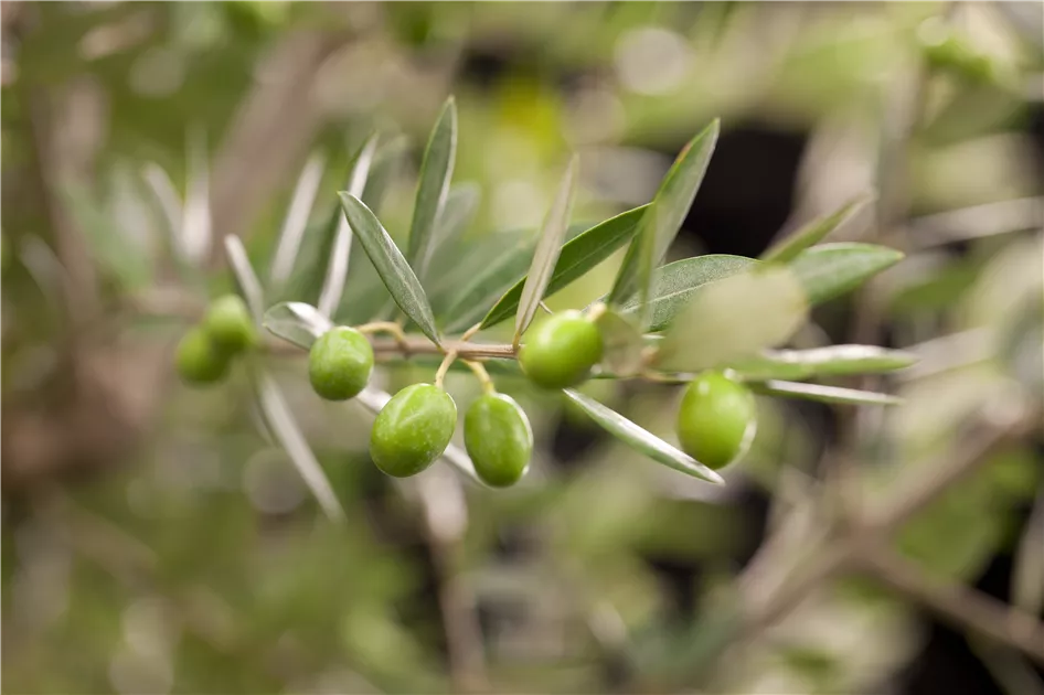 Olea europaea, Olivenbaum - GartenBaumschule Becker