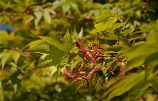 Acer palmatum 'Osakazuki'