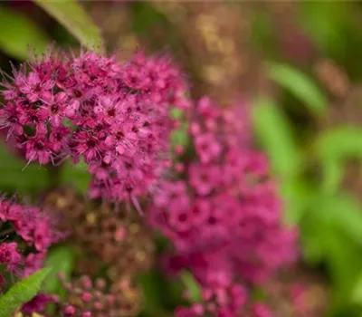 Spiraea japonica 'Anthony Waterer'