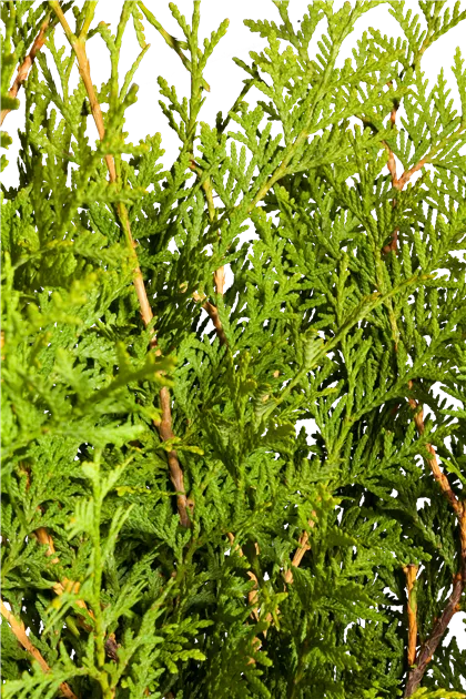 thuja im topf halten Thuja 