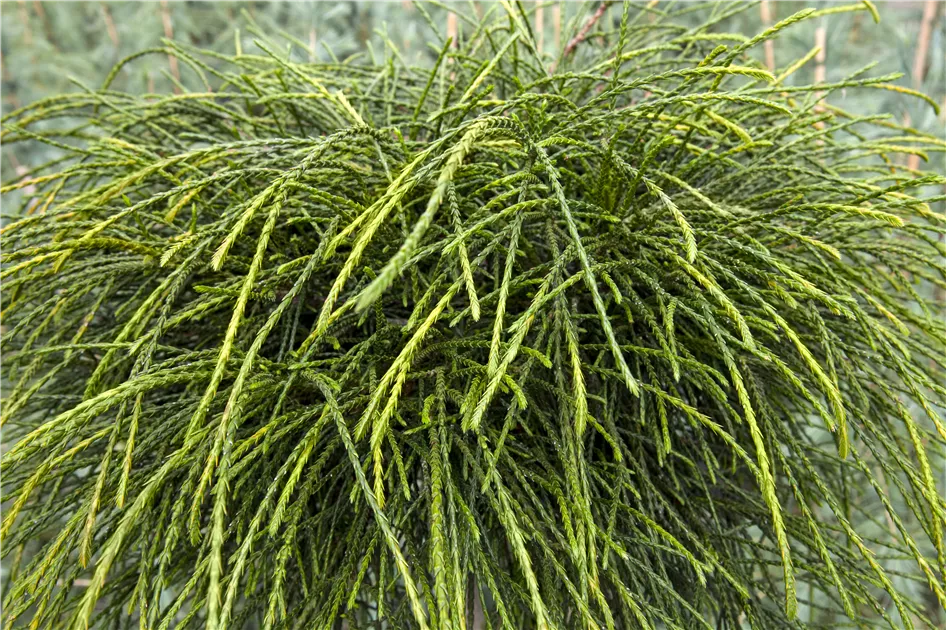 Thuja plicata 'Whipcord', Faden-Riesenlebensbaum - GartenBaumschule Becker