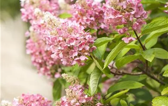 Hydrangea panic. 'Pinky Winky' -R-