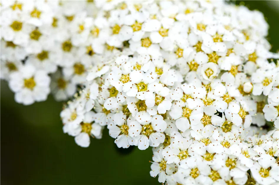Spiraea arguta, Brautspiere - GartenBaumschule Becker
