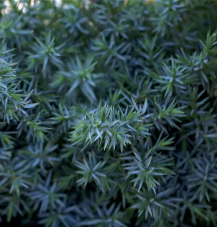 Chin.Wacholder 'Blue Alps'