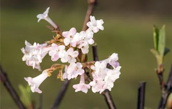 Viburnum bodnantense 'Charles Lamont'