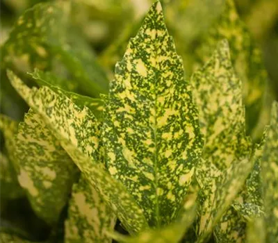 Aucuba japonica 'Variegata'