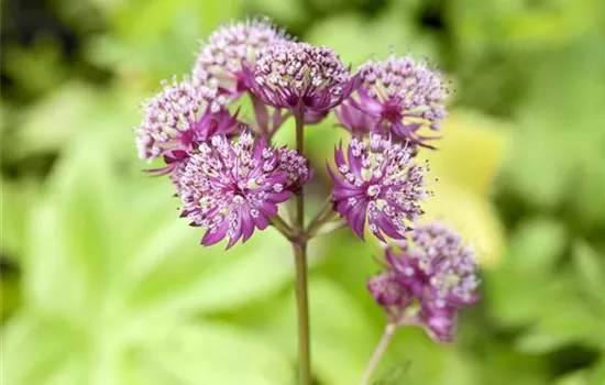 Astrantia major 'Primadonna'