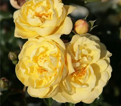 Rosa 'Sunny Rose' -R- BDR