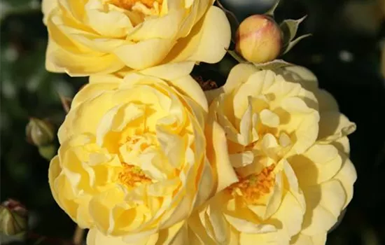 Rosa 'Sunny Rose' -R- BDR