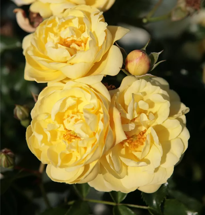 Bodend.Rose 'Sunny Rose' -R-