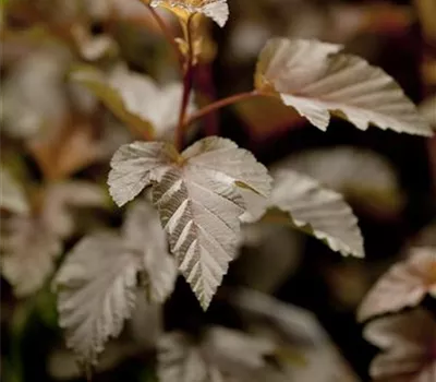 Physocarpus opulifolius 'Lady in Red' -R-