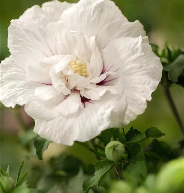 Garteneibisch 'White Chiffon' -R-