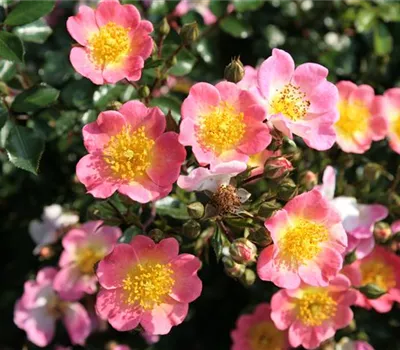 Rosa 'Topolina' -R- BDR