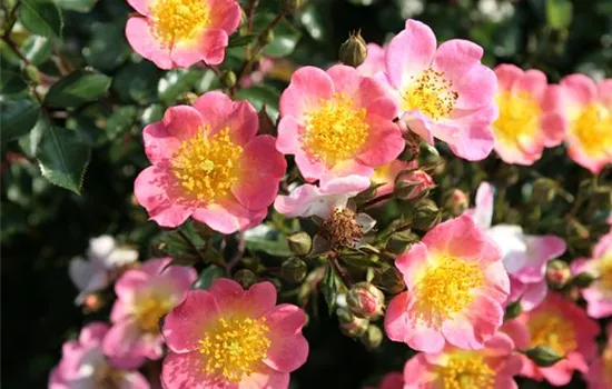 Rosa 'Topolina' -R- BDR