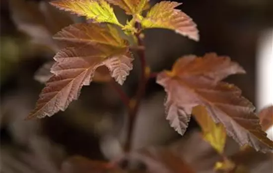 Physocarpus opulifolius 'Diable d'Or' -R-