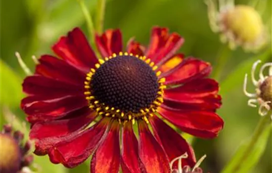 Helenium x cult.'Rubinzwerg'