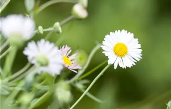 Erigeron karvinskianus 'Blütenmeer'
