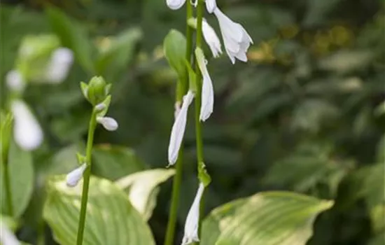 Hosta plantaginea 'Royal Standard'