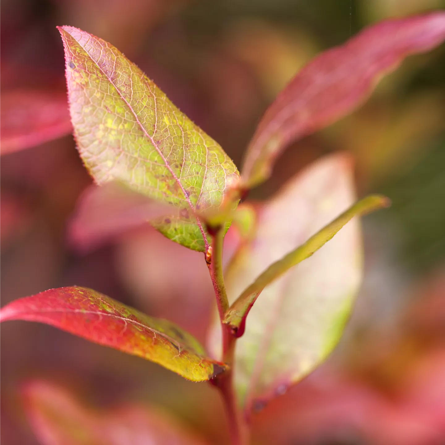 Vaccinium corymb.'Bluecrop' CAC