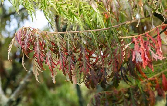 Rhus typhina 'Tiger Eyes' -R-